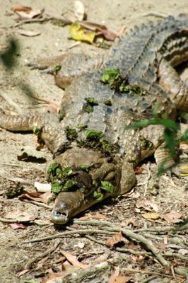 Freshwater Crocodile