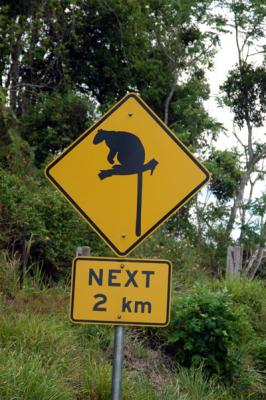 Tree Kangaroo Crossing