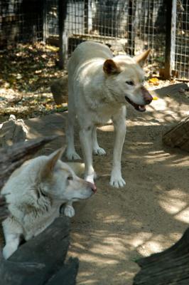 Dingos, Lone Pine Koala Sanctuary