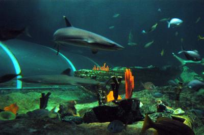 Sydney Aquarium