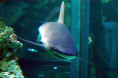 Great Barrier Reef Oceanarium, Sydney Aquarium