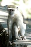 Monkey at the Chobe Safari Lodge