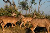 Greater Kudus, Chobe National Park
