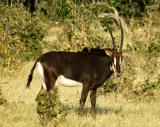 Sable Antelope, Chobe National Park