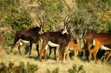 We were lucky and found a herd rare of Sable Antelope
