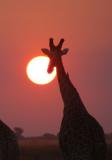 Giraffe at sunset, Chobe