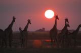Giraffe at sunset, Chobe