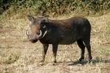 Warthog