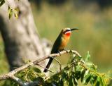 White-fronted bee-eater, Chobe