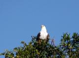 African Fish Eagle, the national bird of Zambia