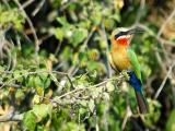 White-fronted bee-eater