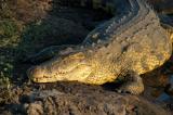 A huge Nile Crocodile