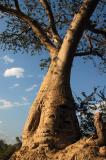 Baobab, Epupa Falls