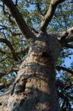 Baobab tree