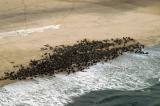 Cape Fur Seals, Conception Bay, Namibia