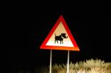 Warthog Crossing, Namibia