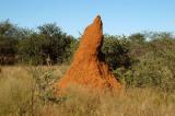 Termite mound