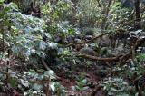 Jungle above Danzilles, north Mah Island