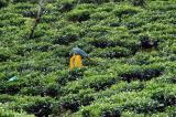 Tea Plantation, Chemin Fort Noire