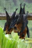 Captive fruit bats at the Cascades