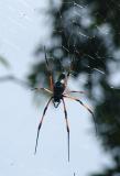 There are lots of big spiders in the Seychelles