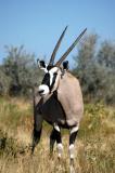 Gemsbok (Oryx)