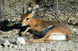 Steenbok
