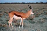 Springbok at dawn, Etosha