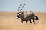 Magnificient gemsbok (oryx) between Okondeka and Wolfsnes