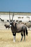 Gemsbok (Oryx) at Nebrownii