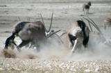 Gemsbok (Oryx) fighting at the Nebrownii waterhole, Etosha