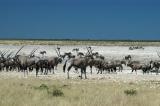 Mixed herd of gemsbok and zebra at Nebrownii