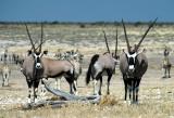 Gemsbok (Oryx) at Nebrownii