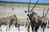 Gemsbok and zebra at Nebrownii