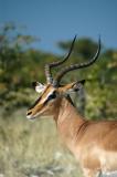 Black-faced Impala