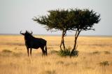 Wildebeest seeking shade under a small tree