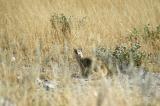 Yellow mongoose, Etosha National Park