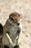 Cape ground squirrel