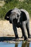 Elephant drinking at Halali