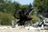 Immature Bateleur landing