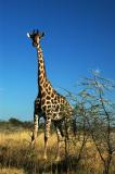 Giraffe