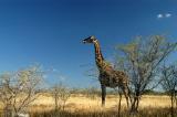 Giraffe with a bone