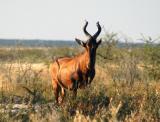 Red Hartebeest