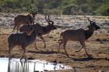 Bachelor herd of Greater Kudu at Klein Namutoni waterhole