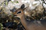 Damara Dik Dik, a tiny antelope