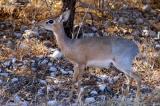 Damara Dik Dik