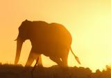 Elephant silhouetted with the setting sun, Etosha