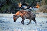 Spotted hyena at Klein Namutoni