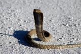 Cape Cobra