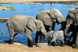 Baby elephant at the center of attention